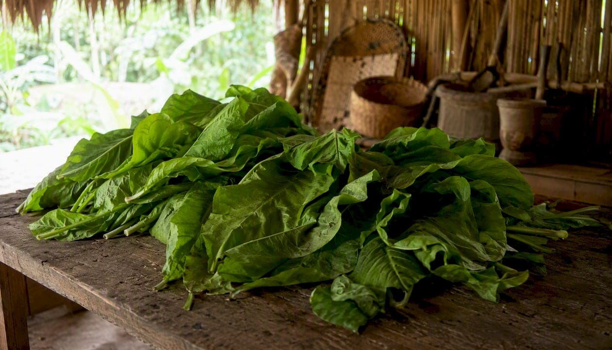 Nicotiana Rustica's Role in Rapé: A Complete Guide
