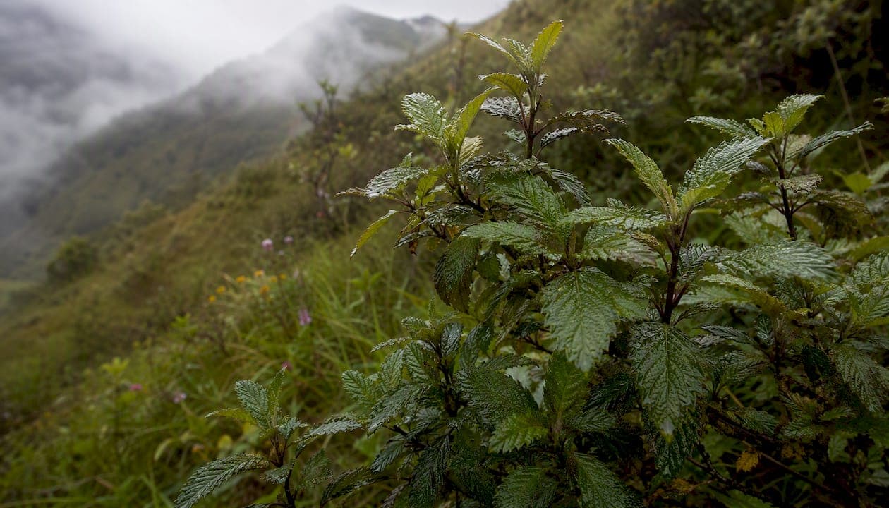 Muna Tea: Origins, Benefits, and How to Brew It